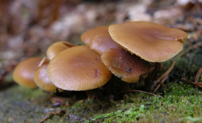 Galerina da determinare n36(2007)